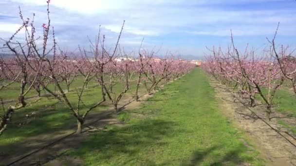 Primavera com árvore de pêssego florescente — Vídeo de Stock