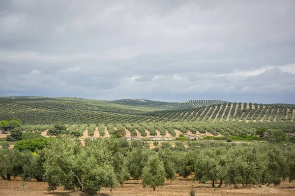 Plantacja drzew oliwnych w Jaen, Andaluzja. Hiszpania — Zdjęcie stockowe