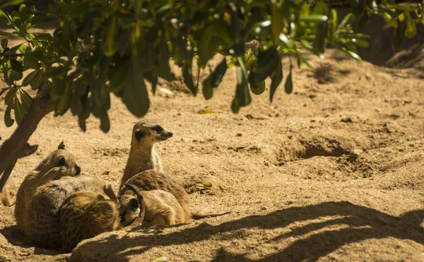 Portrait group of meerkat on sand with nature frame — Stock Photo, Image