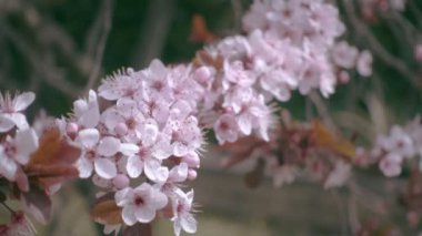 Japonca kiraz veya sakura Pembe çiçek yavaş hareket