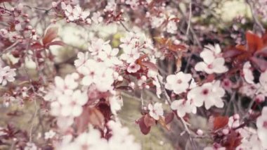 Japon kiraz veya sakura Pembe çiçek yavaş çekimde Vintage bir görünüm