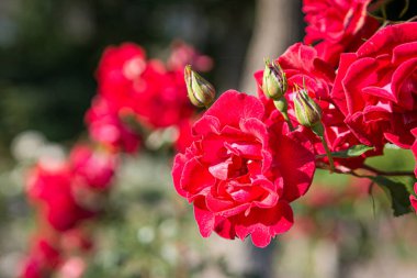 güzel bir kırmızı gül çiçek Bahçe