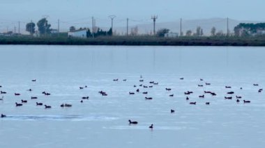 Ebro Delta Doğal Parkı 'nda vahşi kuşlar. Günün mavi saati
