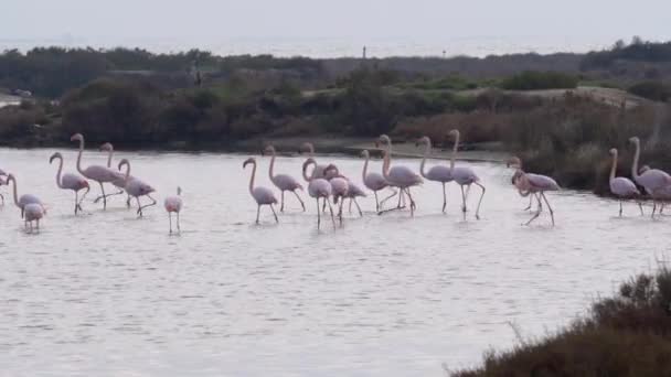 Greater flamingo group at Ebro Delta Natural Park. — Stock video