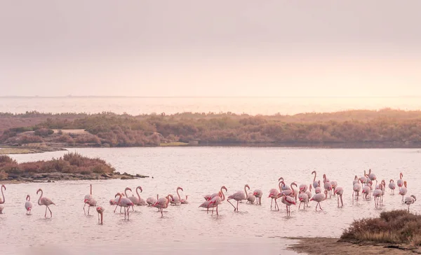 Greater flamingo group at Ebro Delta Natural Park. — стокове фото