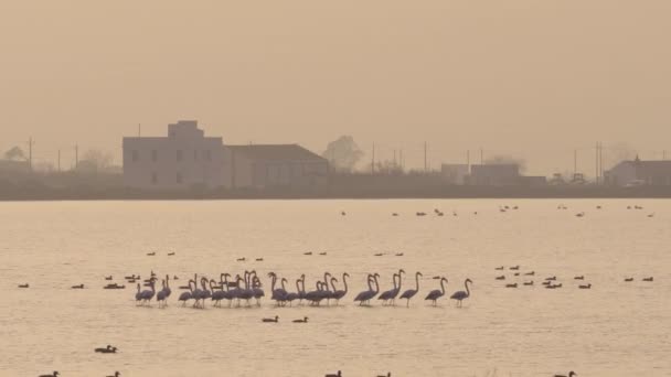 Większa grupa flamingów o złotej godzinie w Ebro Delta Natural Park. — Wideo stockowe