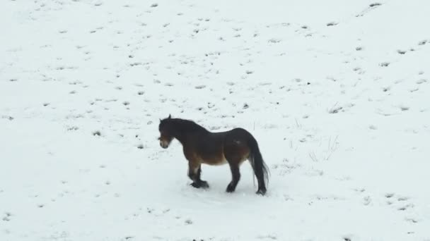 Katalanska hästen av pyrenéerna betar på toppen av ett snöigt fält — Stockvideo