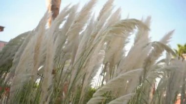 Pampas Çimi veya Cortaderia Selloana Rüzgarda Esiyor