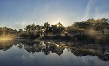 Dalat, Vietnam'daki bir çam ormanında sabah ışını.