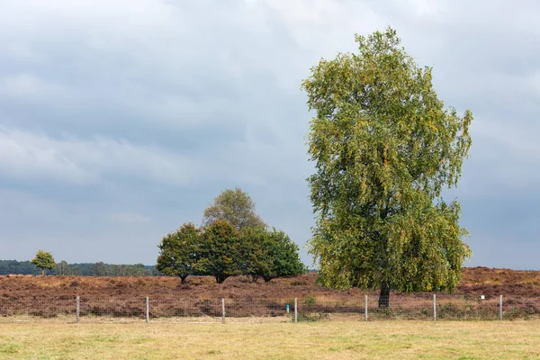 Parc national néerlandais Veluwe avec chêne près de bruyère — Photo