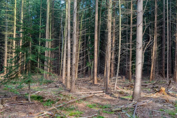 Forest of Dutch national park Veluwe with fir trees — Stock Photo, Image