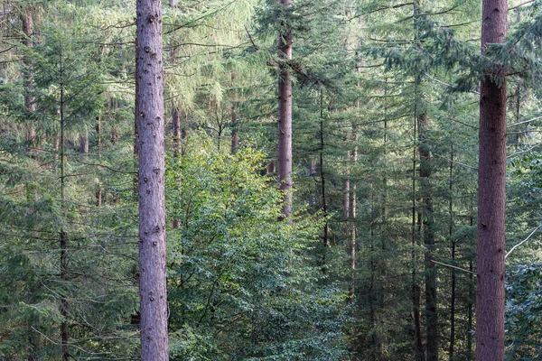 Forest of Dutch national park Veluwe with background of fir trees — Stock Photo, Image