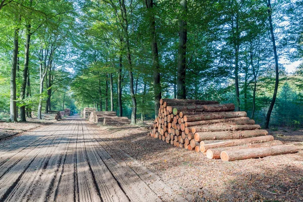 Hiking trail in Dutch National Park Veluwe with sawed trunks — Stock Photo, Image