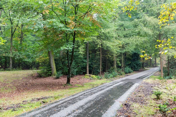 Bicycle path through autumn forest of Dutch National Park Veluwe — Stock Photo, Image