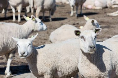 Koyun sürüsü ile çiftlik