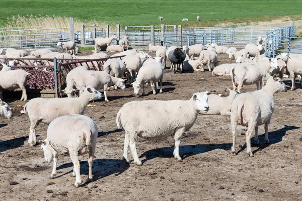 Dutch farm with pregnant sheep — Stock Photo, Image
