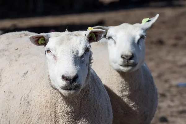 Nieuwsgierige schapen op Nederlandse boerderij — Stockfoto