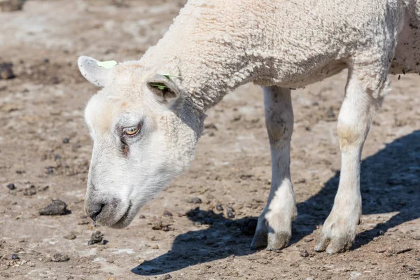 Κεφάλι closeup πρόβατα — Φωτογραφία Αρχείου