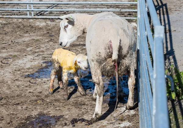 Får ta hand till hennes bara nyfödda lamm — Stockfoto