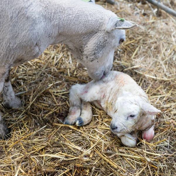Får ta hand att hennes nyfödda lamm — Stockfoto