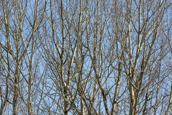 El fondo de los árboles desnudos contra el cielo azul a principios de primavera — Foto de Stock