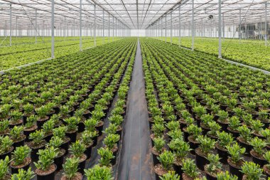 Skimmia bitkilerin ekimi ile Hollandalı sera
