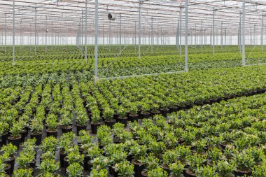 Skimmia bitkilerin ekimi ile Hollandalı sera