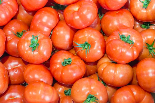 Hintergrund rot gepflückter Tomaten in holländischer Gärtnerei — Stockfoto