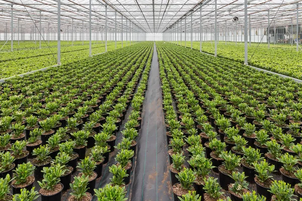 Dutch hothouse with cultivation of Skimmia plants — Stock Photo, Image