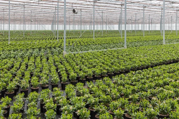 Dutch hothouse with cultivation of Skimmia plants — Stock Photo, Image