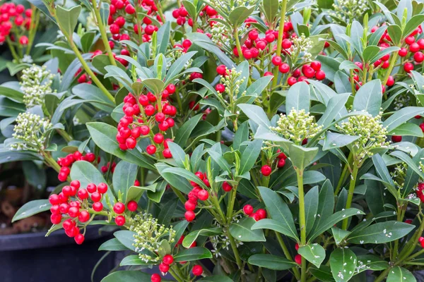 Arbuste vert (Skimmia) aux fruits rouges en serre néerlandaise — Photo