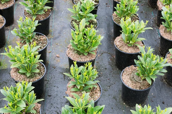 Cultivo de plantas arbustivas (Skimmia) en macetas de género holandés — Foto de Stock