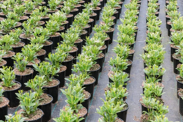 Cultivo de plantas arbustivas (Skimmia) em vasos de flores em gre holandês — Fotografia de Stock