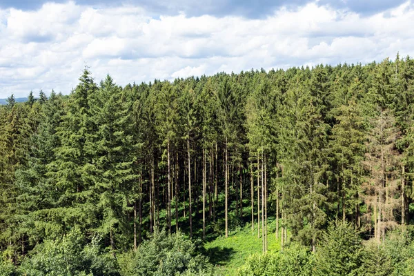 Edge of the forest near Bouillon in Belgium — Stock Photo, Image