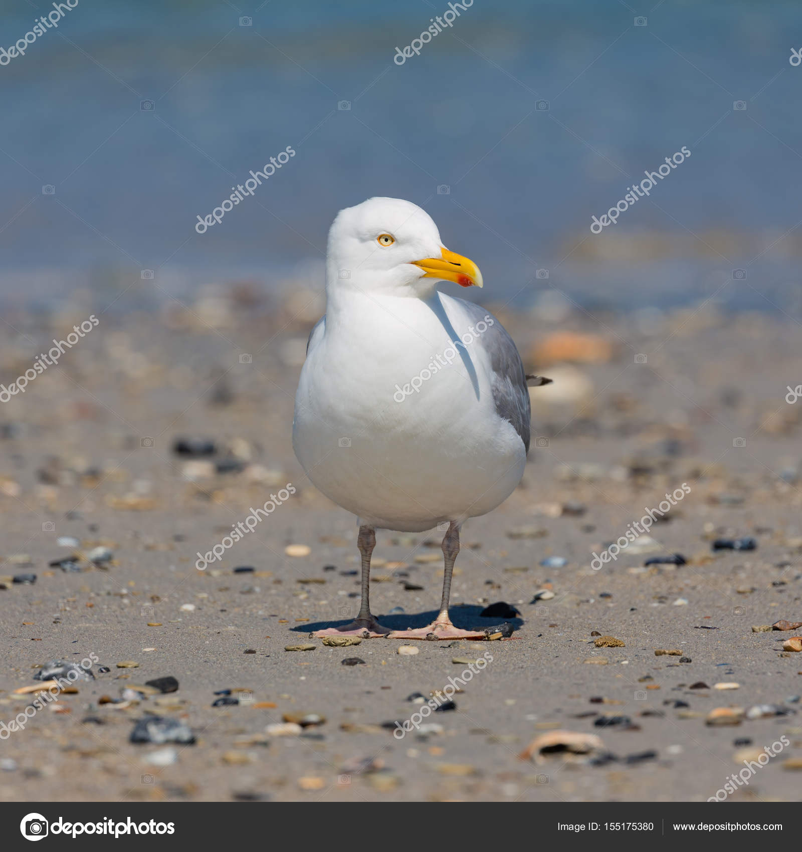 Goéland à Plage Dallemand île Dune Près De Helgoland