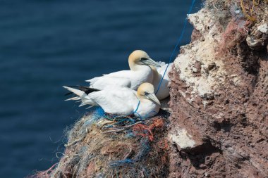 Helgoland kırmızı kayalıklarla düşünceli Kuzey Gannets