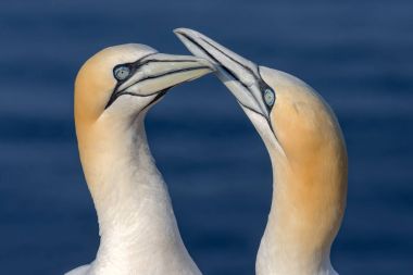 İki Kuzey Gannets adlı Alman günbatımı ışıkta Helgoland Adası