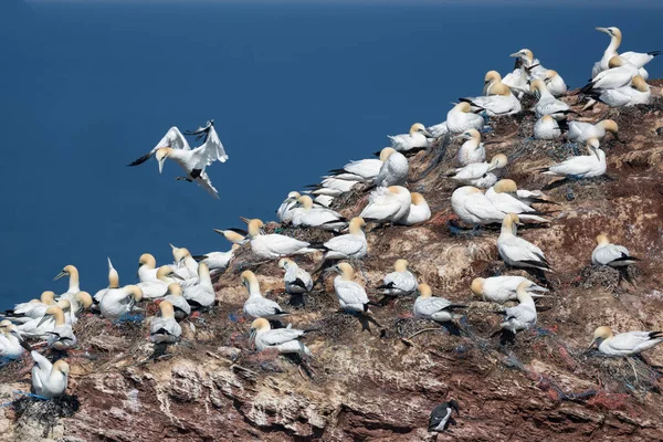 Gannets du Nord couvant sur les falaises rouges de Helgoland — Photo