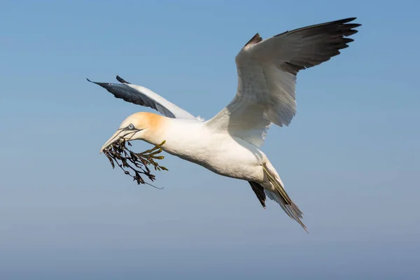 Norra havssulor samla tång för att bygga ett bo på Helgoland — Stockfoto