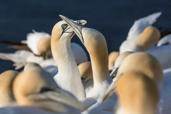 Gannets do norte brooding em penhascos da ilha alemã Helgoland — Fotografia de Stock