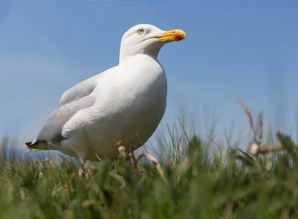 Žabí perspektivy Racek na německý ostrov Helgoland — Stock fotografie