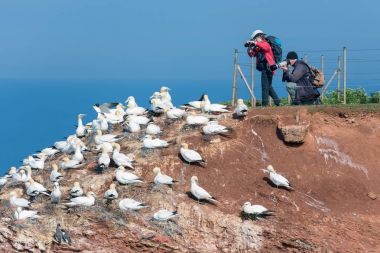 Kuzey Gannets fotoğraflarını Alman Isla de fotoğrafçılar