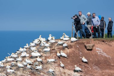 İnsanlar Almanca, Kuzey Gannets resimlerini Helg ada
