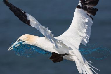 Gannet mavi naylon ip yakınındaki adanın Helgoland, Almanya ile uçan