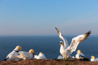 Damızlık koloni Helgoland adalar kayalıklarla, Kuzey gannets