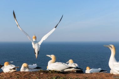 Damızlık koloni kayalıklarla Almanca Helgolan, Kuzey gannets
