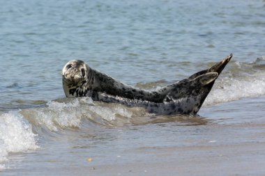 Gri seal beach Almanca dinlenme Helgoland Adası