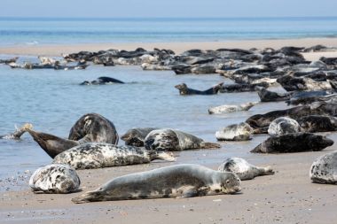 Gri foklar Almanca beach dinlenme Helgoland Adası