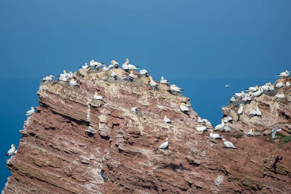 ドイツ語 Helgolan の崖の繁殖コロニーで重々しく — ストック写真