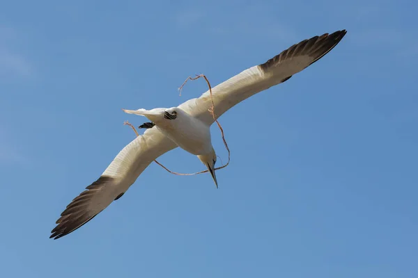 ドイツの近くのロープで飛ぶカツオドリはヘルゴラントを島します。 — ストック写真